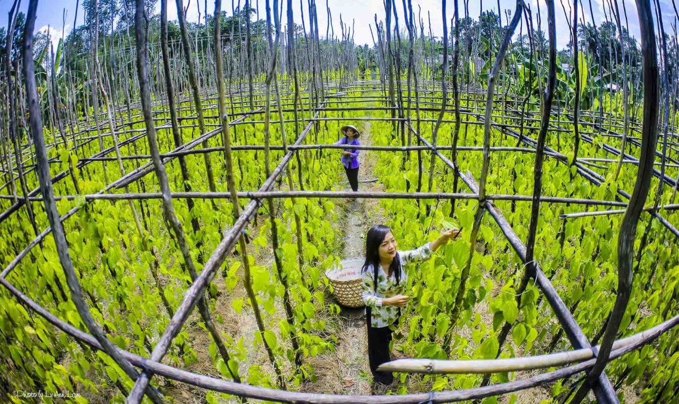 Công ty du lịch Vinh Tour Cần Thơ
