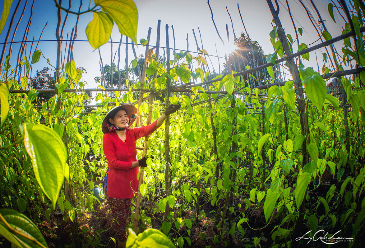 Công ty du lịch Vinh Tour Cần Thơ