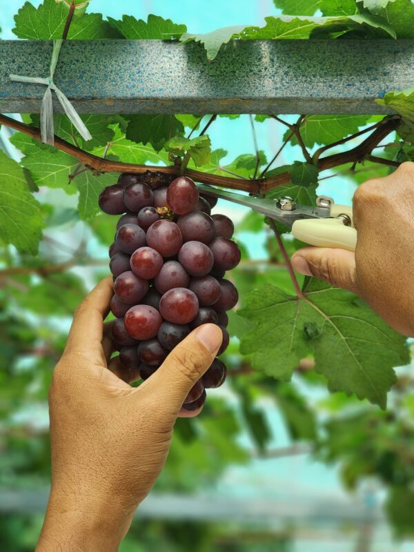 Công ty du lịch Vinh Tour Cần Thơ