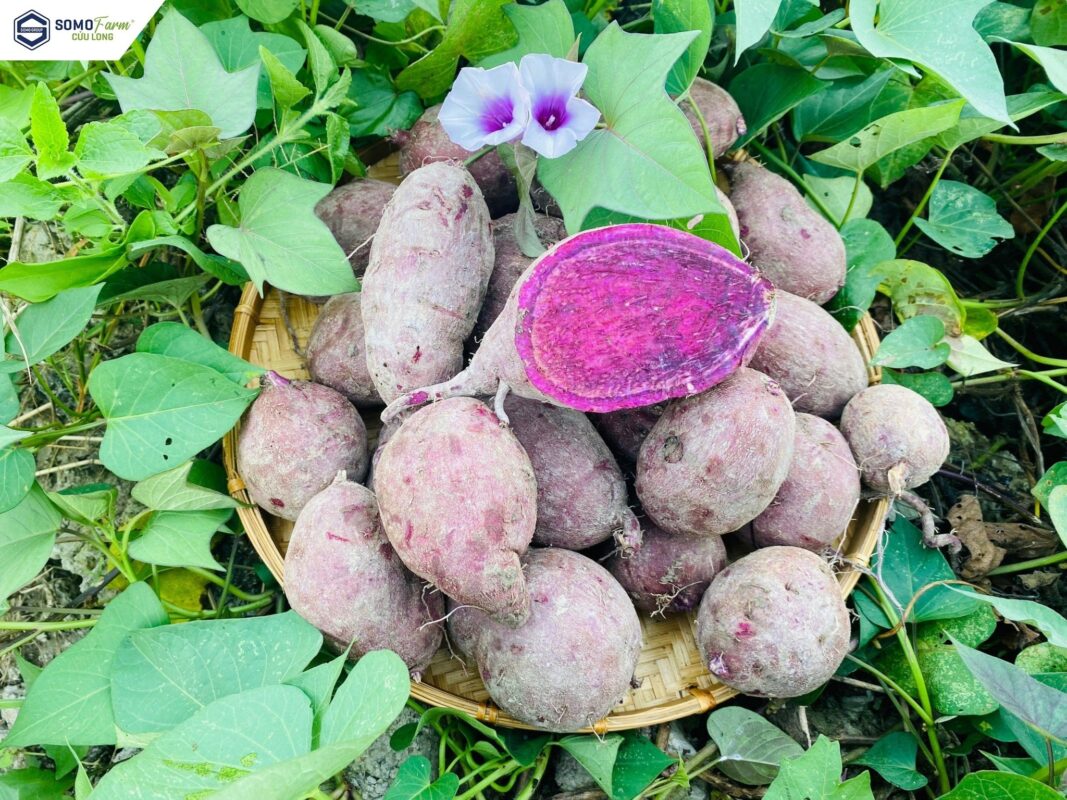 Công ty du lịch Vinh Tour Cần Thơ