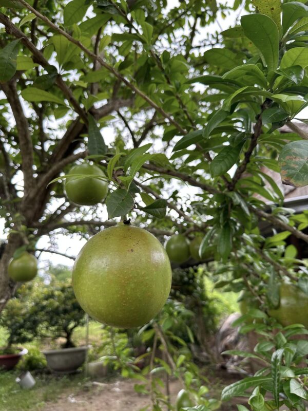 Công ty du lịch Vinh Tour Cần Thơ