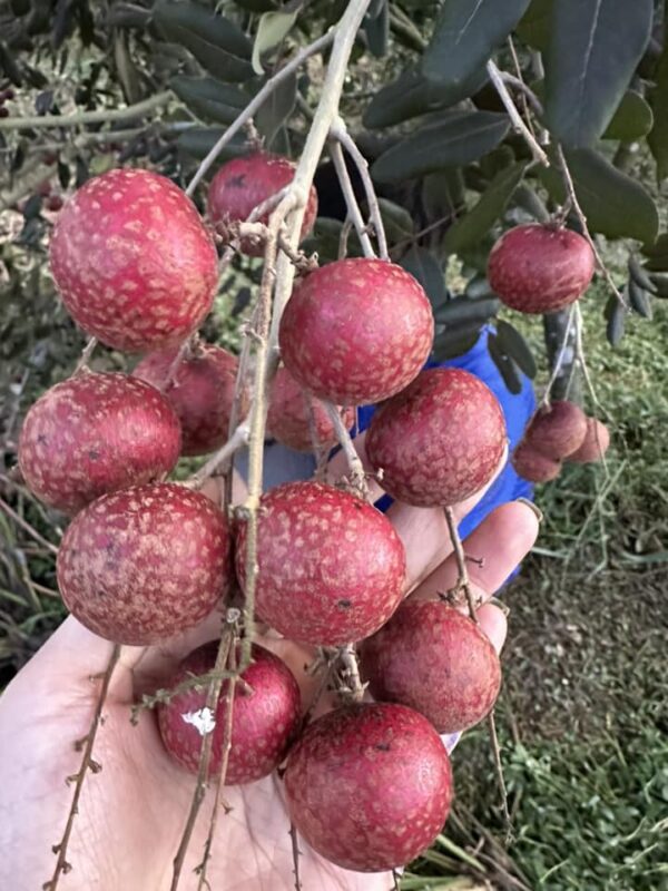 Công ty du lịch Vinh Tour Cần Thơ