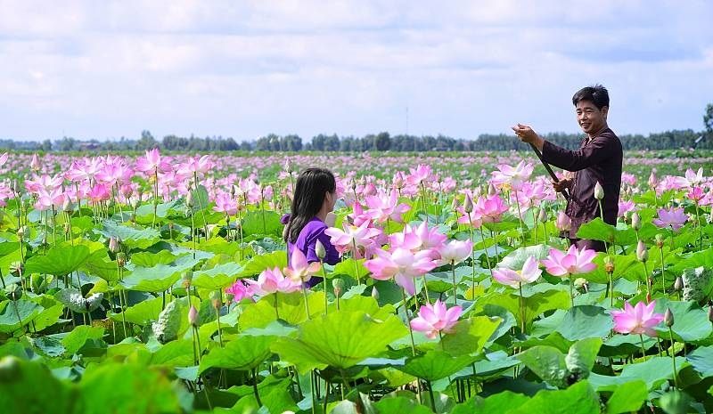 CanhDongSen