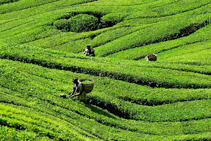 Công ty du lịch Vinh Tour Cần Thơ