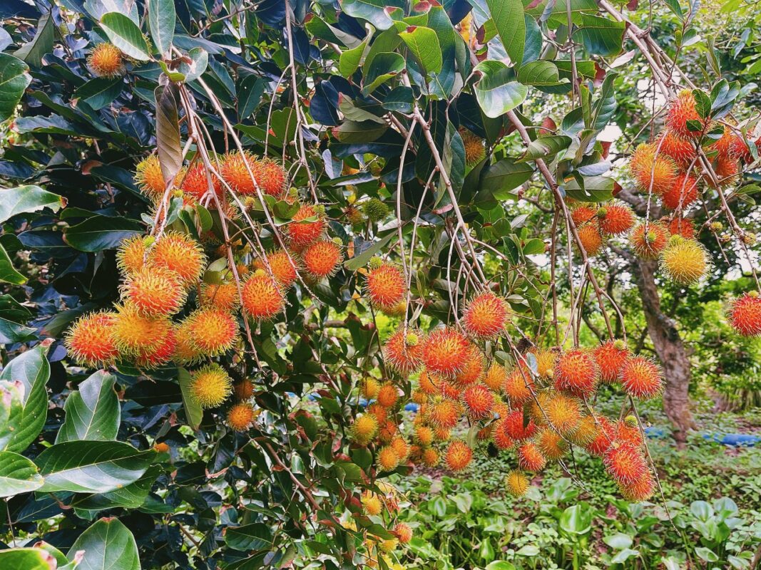Công ty du lịch Vinh Tour Cần Thơ