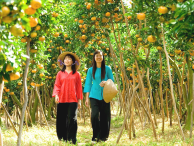 Khám Phá Hành Trình Đặc Sắc - Tour du lịch Vĩnh Long Với Những Trải Nghiệm Không Thể Bỏ Lỡ