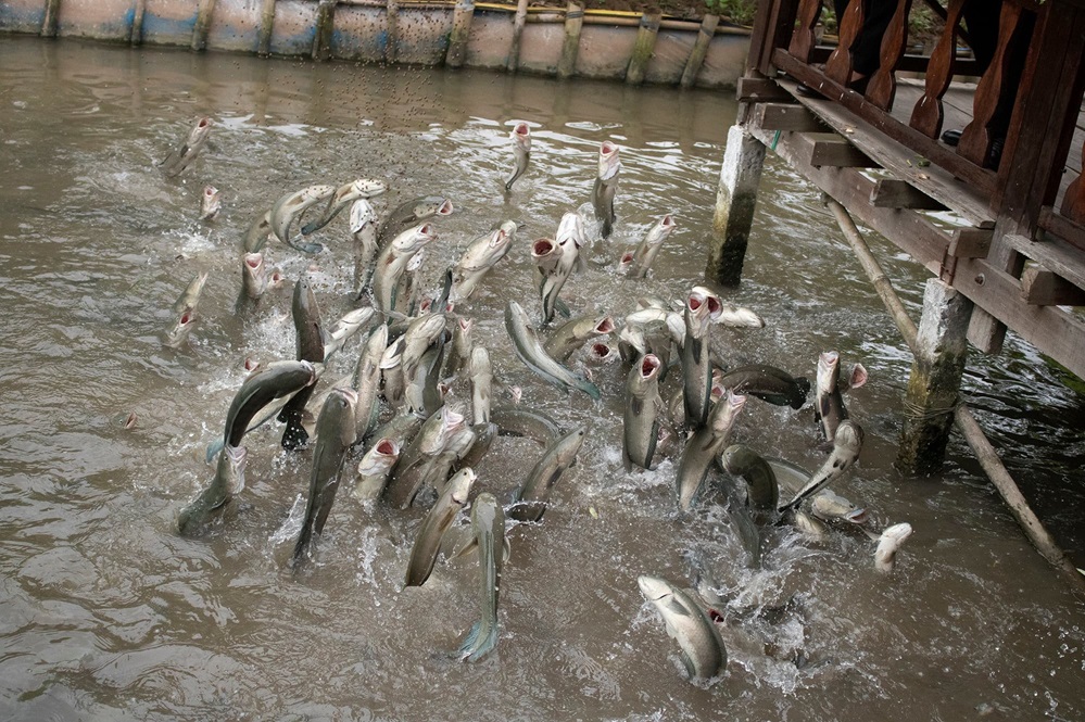các trang trại nuôi cá ở Côn Sơn