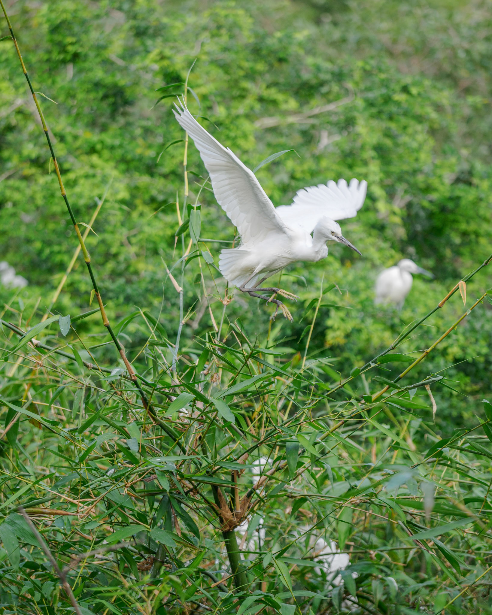 Vườn cò Bằng Lăng - Thiên Đường Bình Yên Giữa Thiên Nhiên Thanh Bình