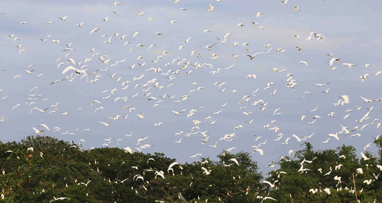 Vườn cò Bằng Lăng - Thiên Đường Bình Yên Giữa Thiên Nhiên Thanh Bình