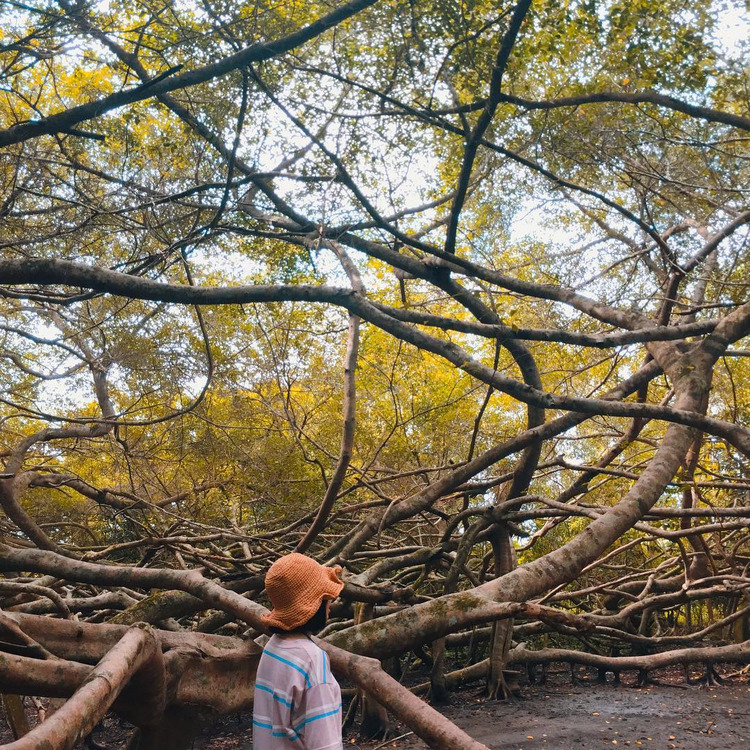 Giàn Gừa ở Cần Thơ